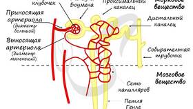 Физиологический процесс выведения мочи в Оптима